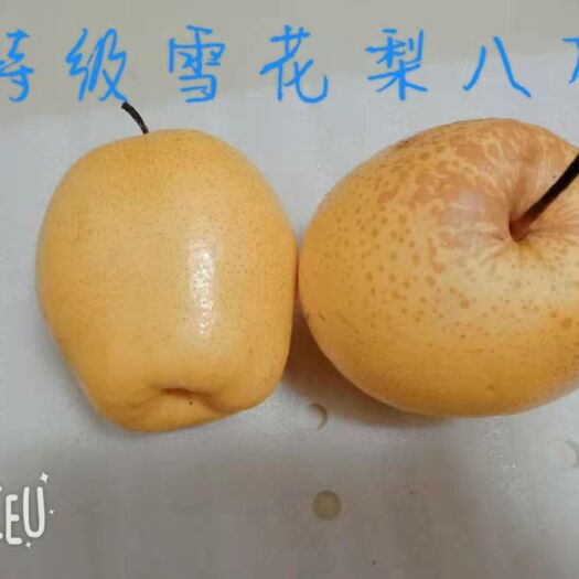  蓟州特大雪花梨，六两以上卖六毛