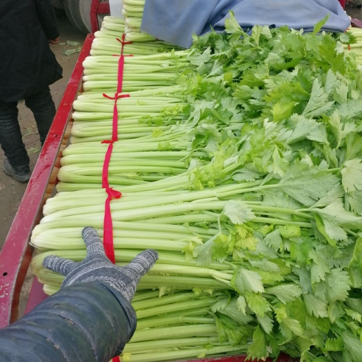 西芹   芹菜大量上市了