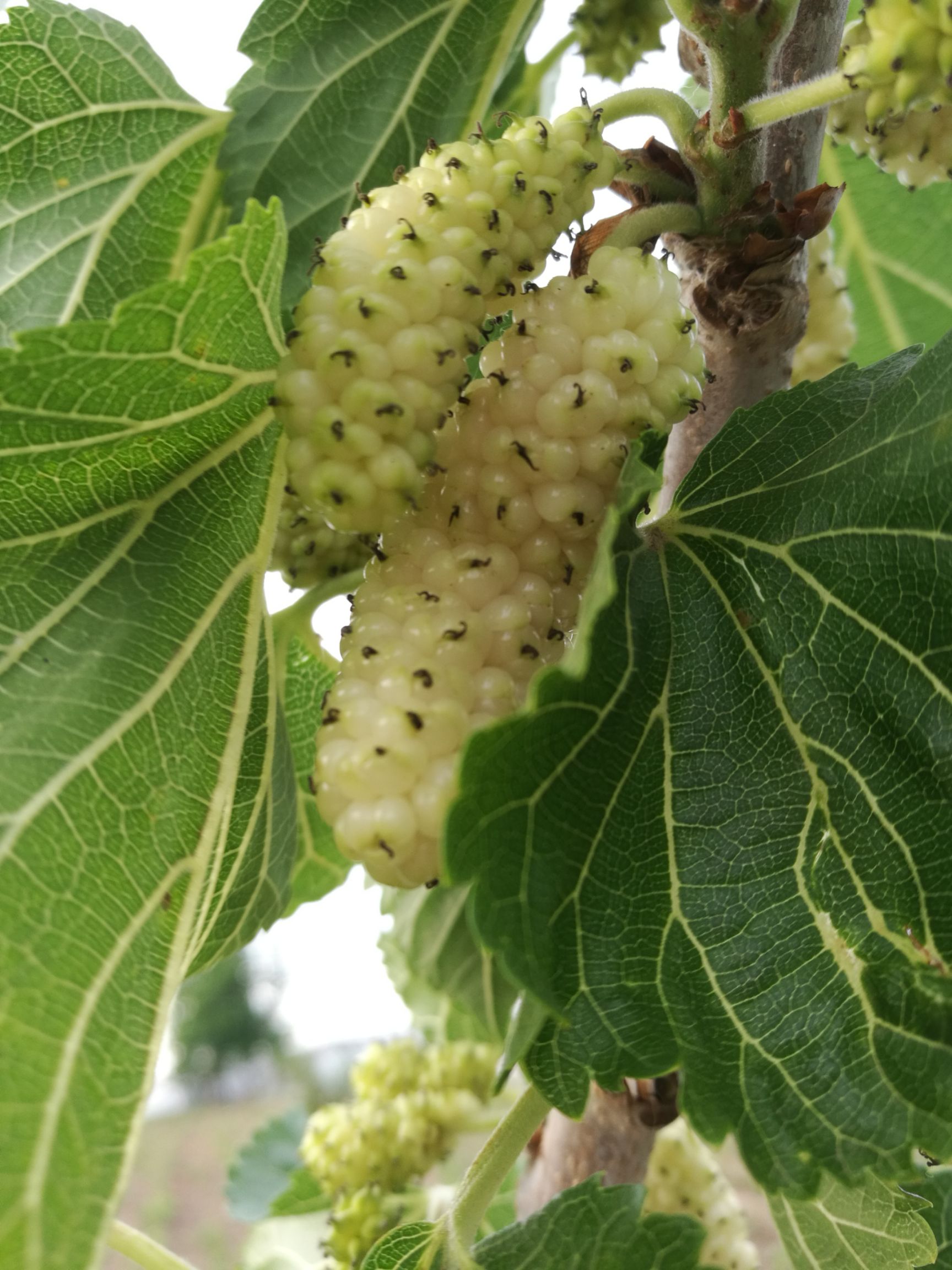长果桑苗  桑葚苗新品种大型玫瑰果桑 桂花蜜白桑椹苗
