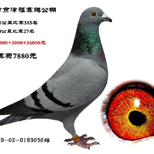 石家庄赛鸽  成绩鸽名家鸽信鸽血统鸽公棚鸽子幼鸽卡普鸽子