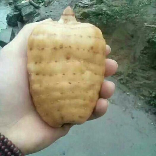 广南县 天麻