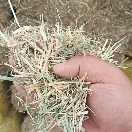 滨州青干草饲料 大量青干草，稻草现货