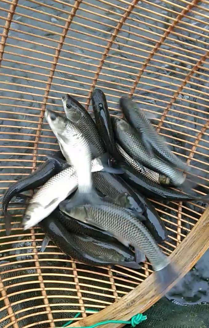 [金草鱼批发]金草鱼 人工养殖 0.05公斤价格0.8