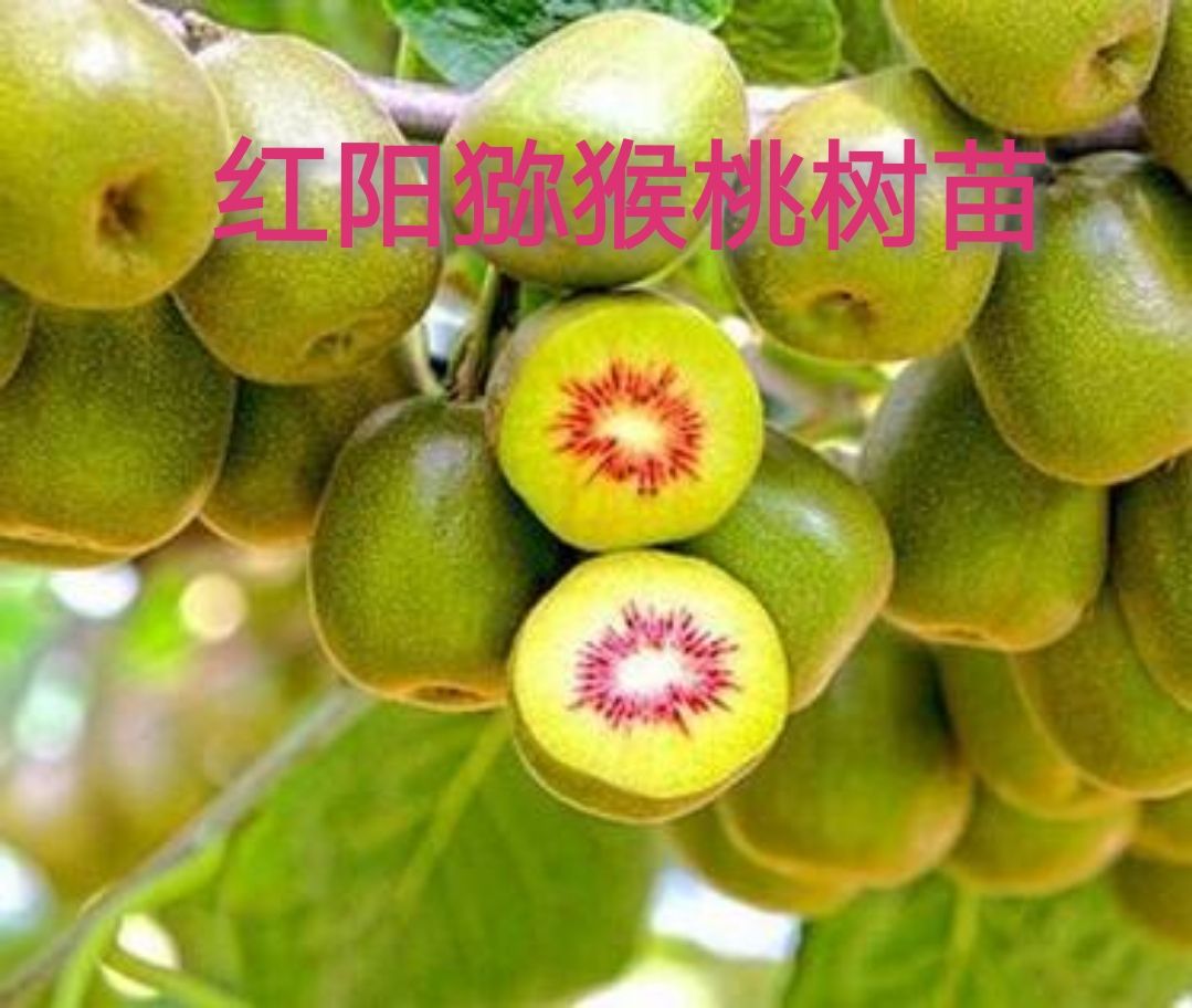 平邑县 红阳猕猴桃苗，丰产，八月下旬成熟，含糖高