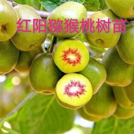 平邑县 红阳猕猴桃苗，丰产，八月下旬成熟，含糖高