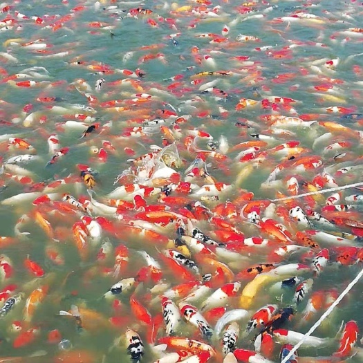 漯河三色锦鲤  锦鲤大量出售