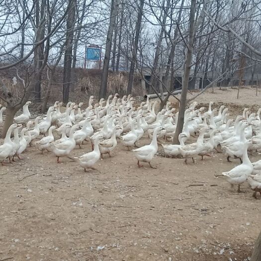 舞钢市白鹅 8-10斤 统货 半圈养半散养