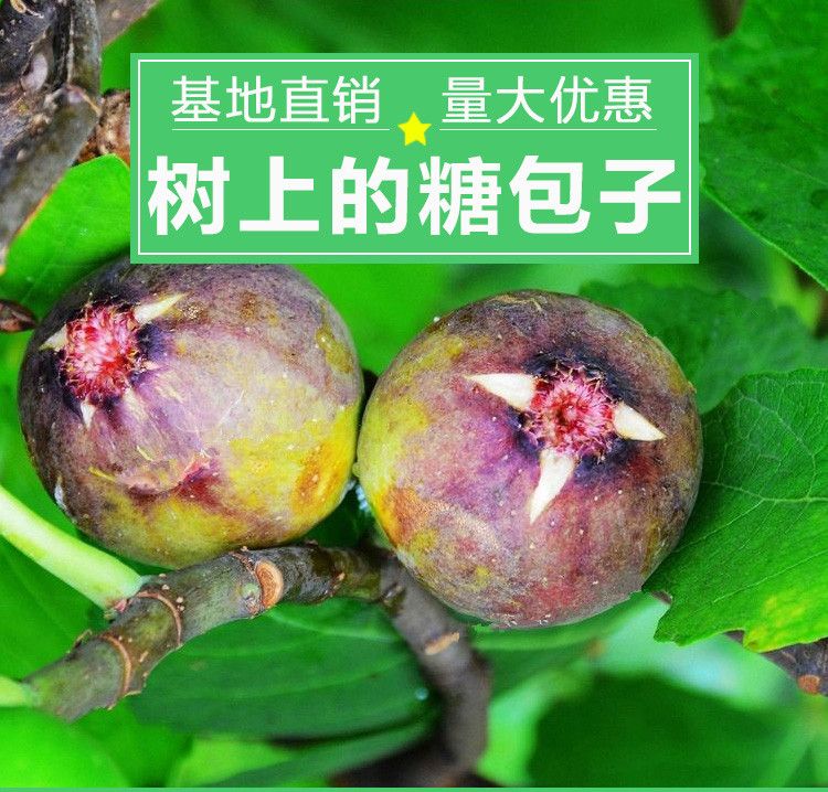 紫色无花果树苗适合南北方种植 量大优惠 包邮 自产自销