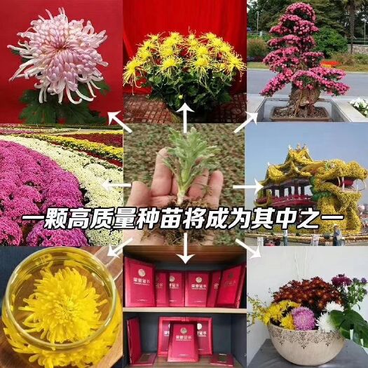 开封 开封菊花甲天下～买菊花苗就找开封市晟诺园林