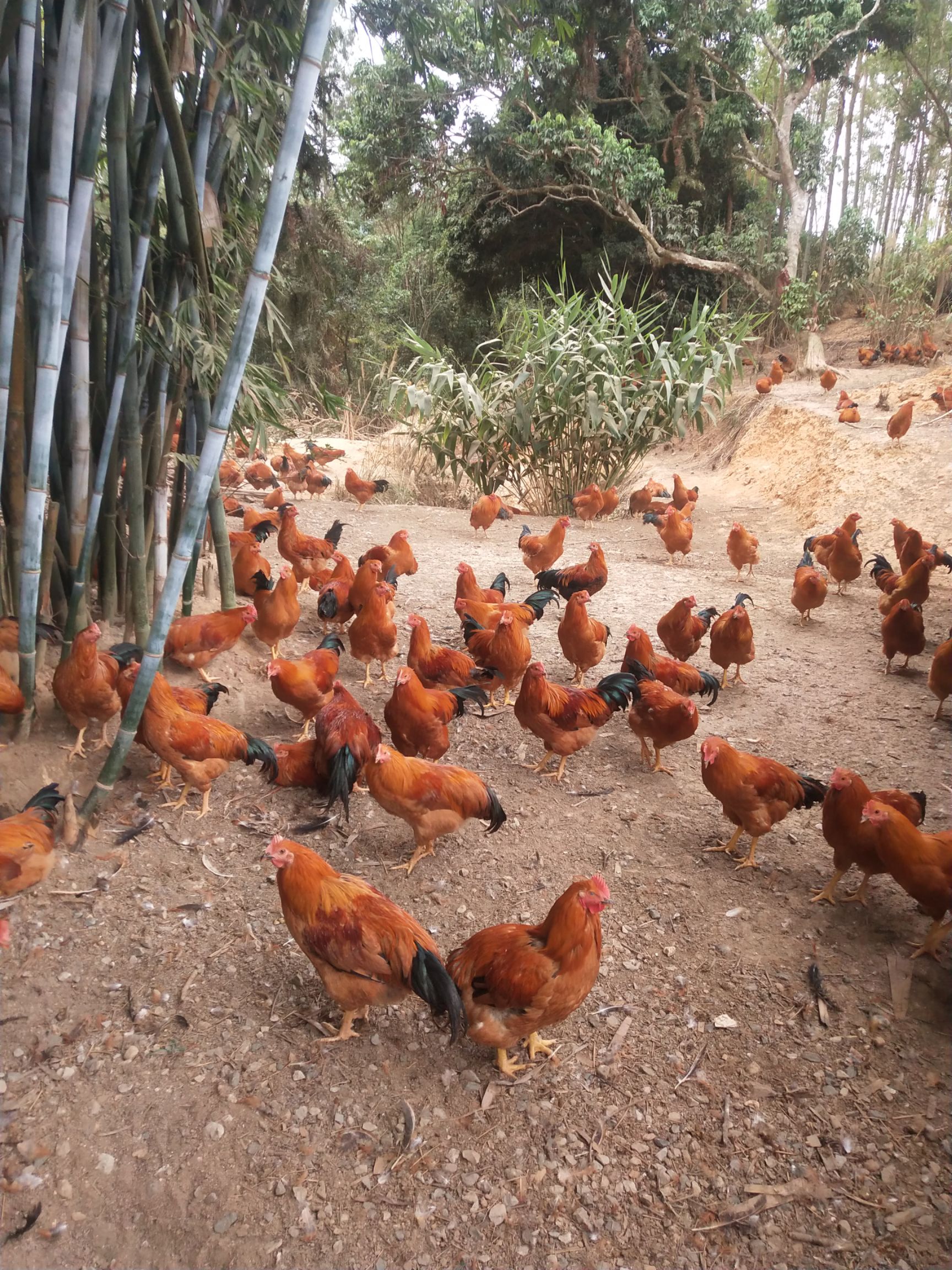 山地散養土雜閹雞,農村走地雞,肉質鮮美