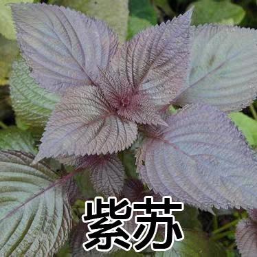 紫苏种子  双面紫苏，全紫苏，日本紫苏，单面紫苏，种子