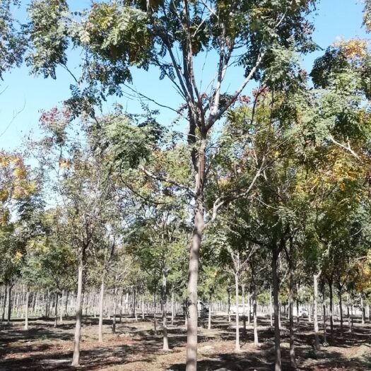 博野县北栾树 北栾基地