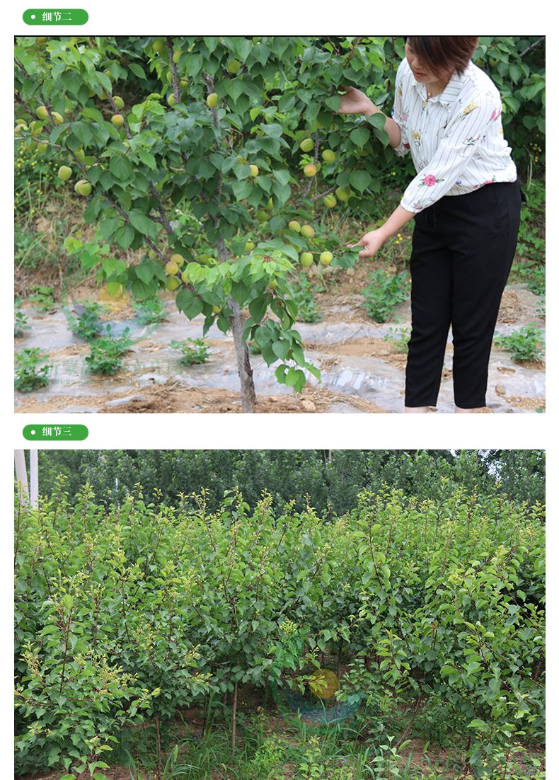 凯特杏树苗适合南北方种植 量大优惠 包邮 自产自销
