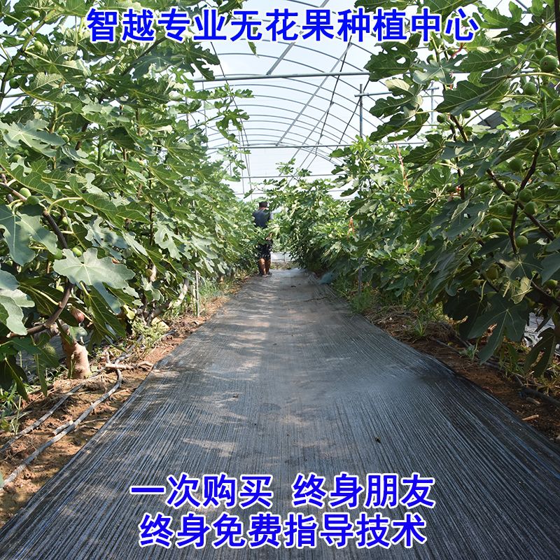 紫色无花果树苗适合南北方种植 量大优惠 包邮 自产自销