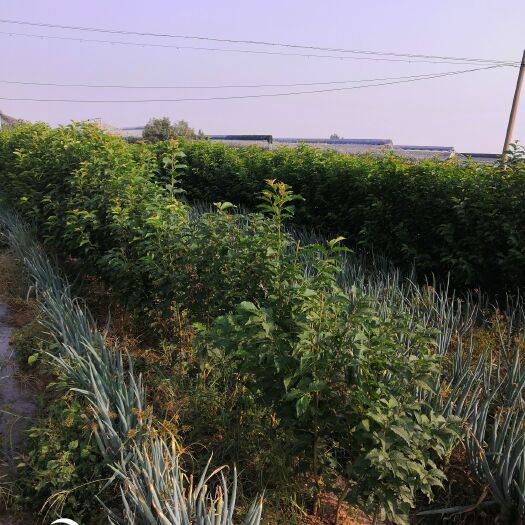 安丘市兰丁2号樱桃苗 兰丁2号占木，考特占木嫁接的美早品种