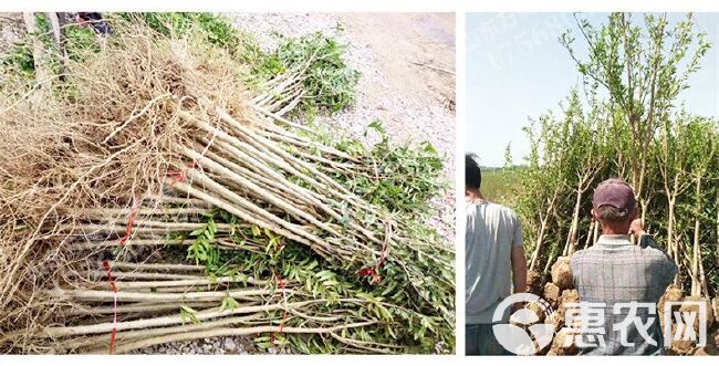  红宝石石榴苗适合南北方种植 量大优惠 包邮 自产自销