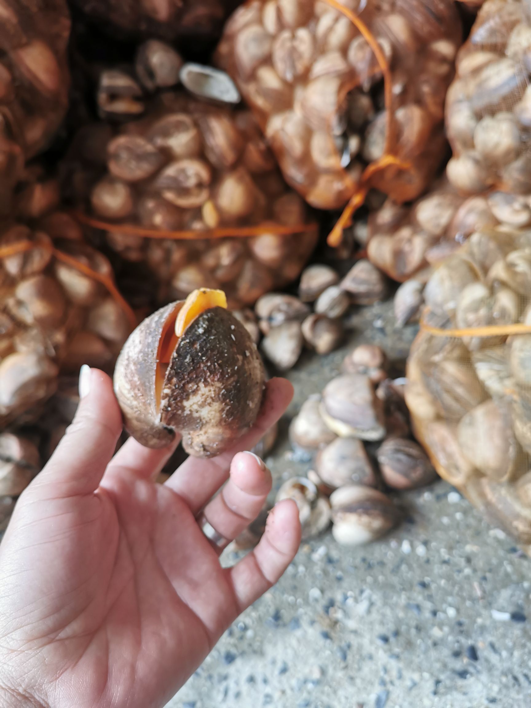  马蹄螺