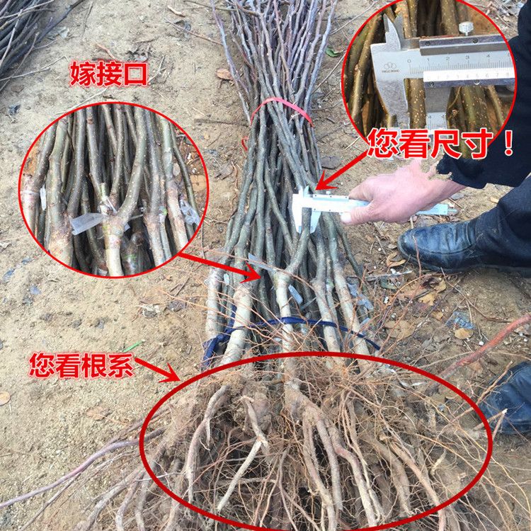  苹果梨树苗适合南北方种植 量大优惠 包邮 自产自销