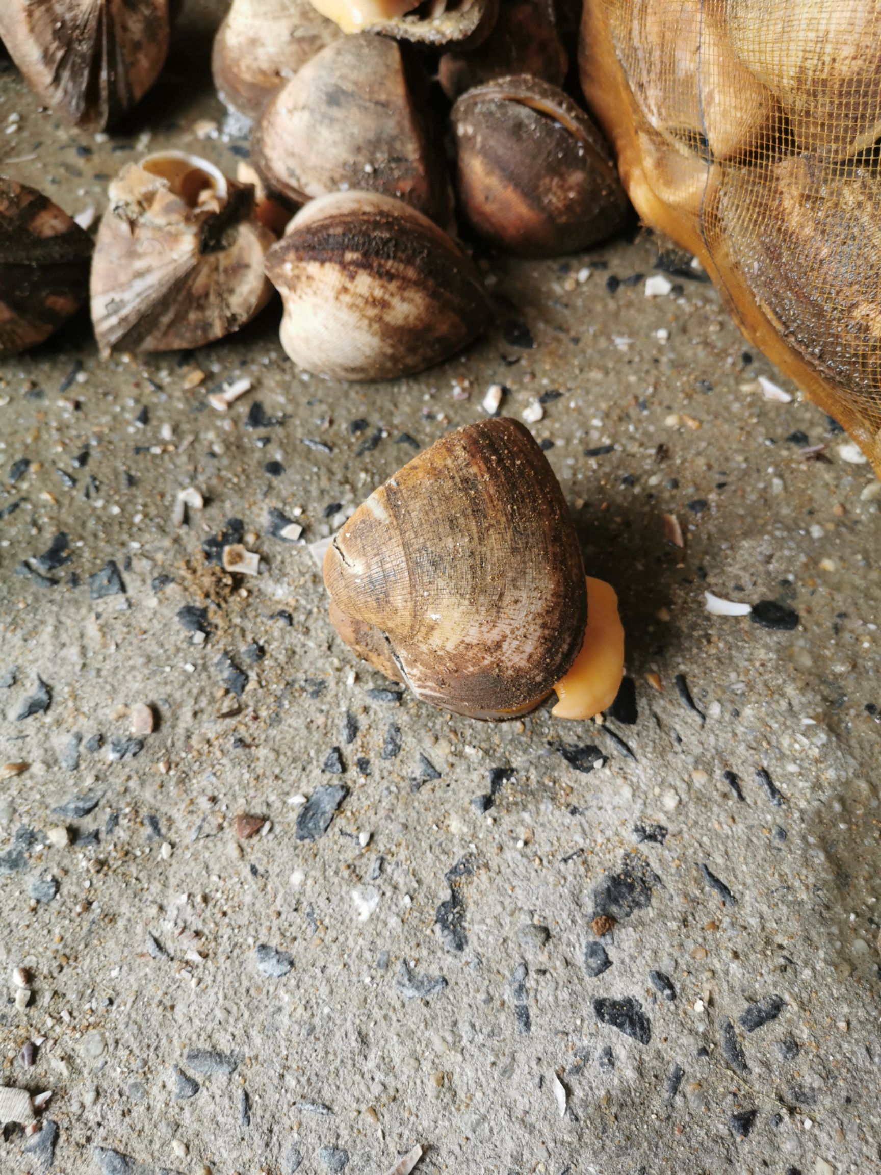  马蹄螺