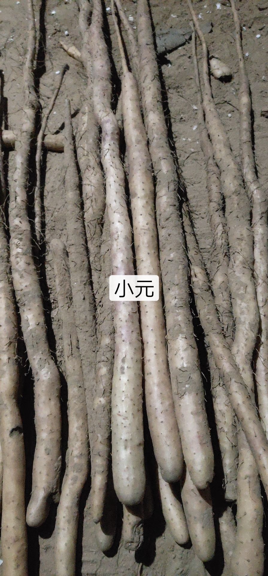 小白嘴白山药 40~50cm