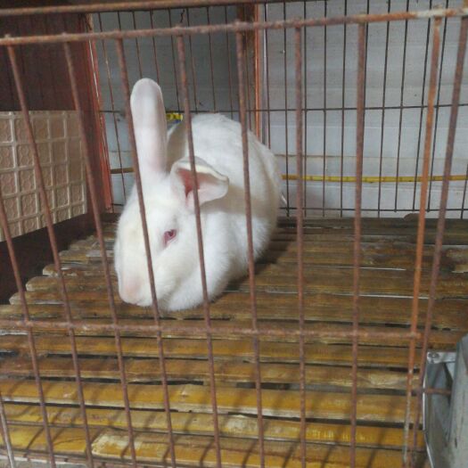 淮安垂耳兔 宠物兔