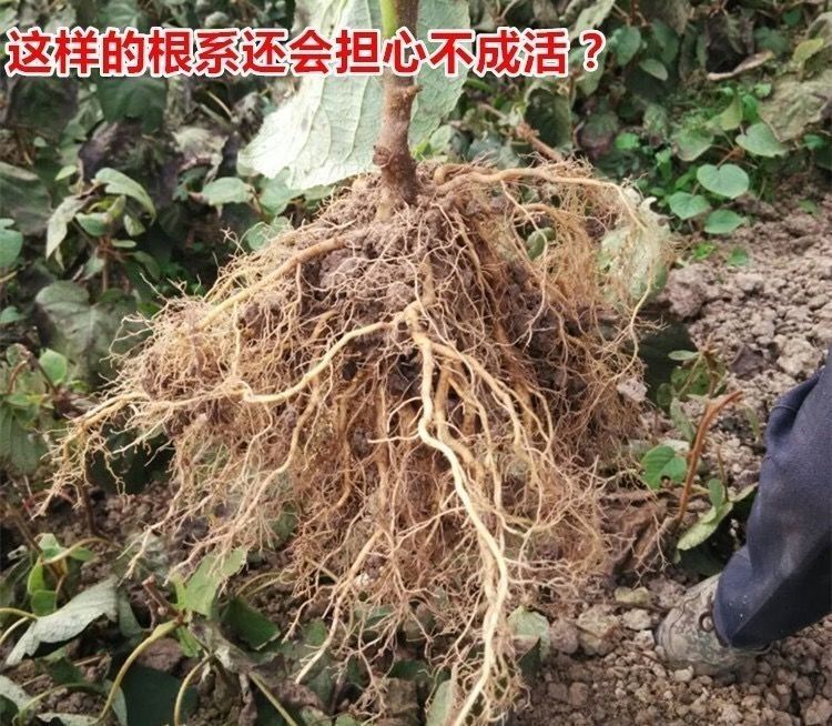 绿心猕猴桃苗 基地直销
【卖家承诺】货假、错、少、未按时发货赔付。