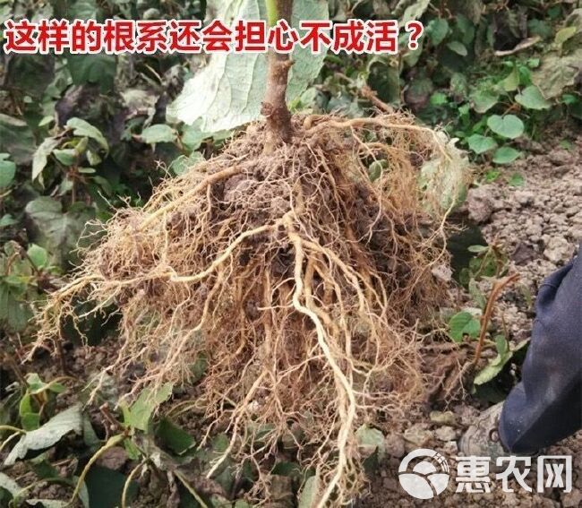 绿心猕猴桃苗 基地直销
【卖家承诺】货假、错、少、未按时发货赔付。