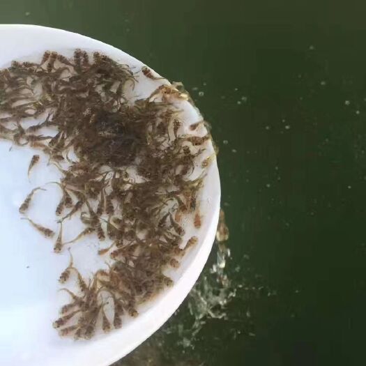 广州黄颡鱼苗 黄颡鱼
