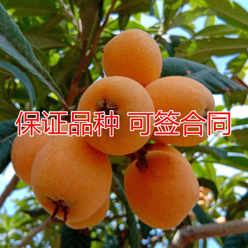 蒙自枇杷树苗适合南北方种植 量大优惠 包邮 自产自销