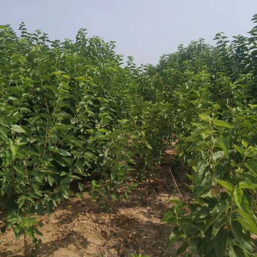泊头市黑珍珠桑树苗 本地特产黑珍珠桑葚历史悠久，树苗质量好有保障价格低