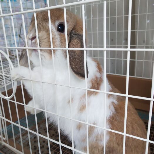 新沂市 公羊兔 垂耳兔