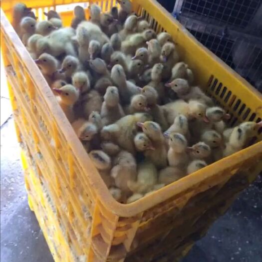 南宁 江南2号多蛋鸭苗，正品保证。包打疫苗