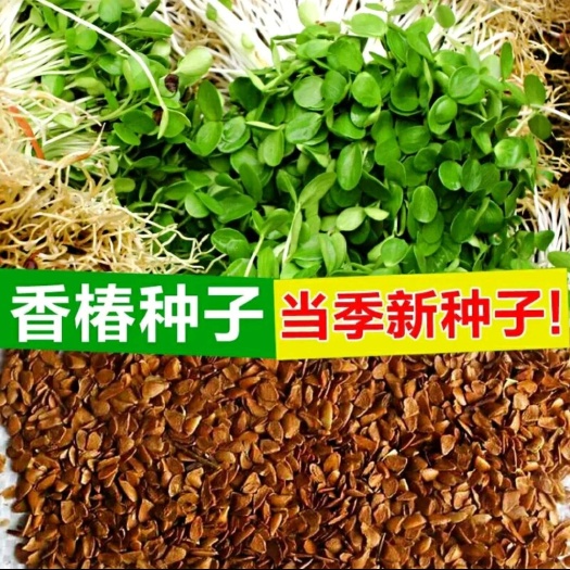 香椿种子 基地直销 包发芽 去翅净籽 红油香椿 四季采收