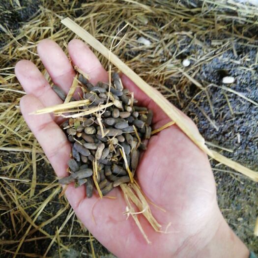 龙岩 有机肥兔粪豚鼠粪便