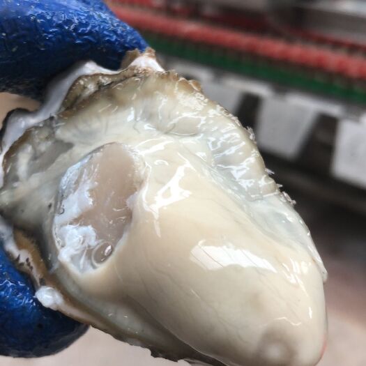 庄河市大连生蚝 大连蚝 肥度好 品质保证 规格2-3 价格美丽