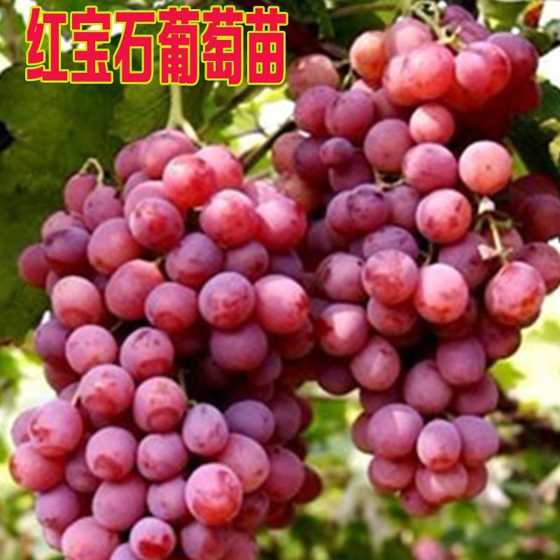  红宝石葡萄苗葡萄树苗果树苗当年结果大苗爬藤葡萄树苗南北方种