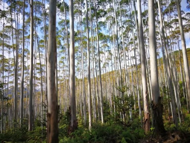 靖西市 400多亩10年龄桉树林欲出售