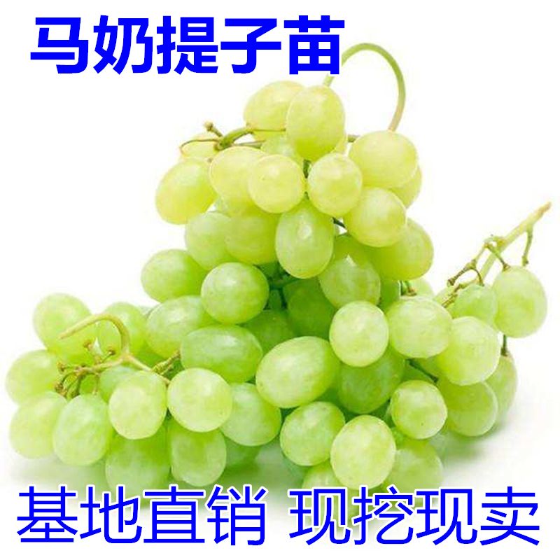 马奶提子苗适合南北方种植 量大优惠 包邮 自产自销