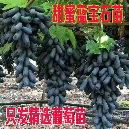 平邑县 蓝宝石葡萄苗葡萄树苗当年结果大苗爬藤葡萄树苗南北种植当年结