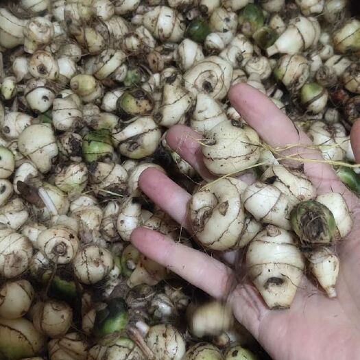 弥勒市中药材赤芍 只要货好，就行了，我给钱给呢快，不要欺骗人就行了