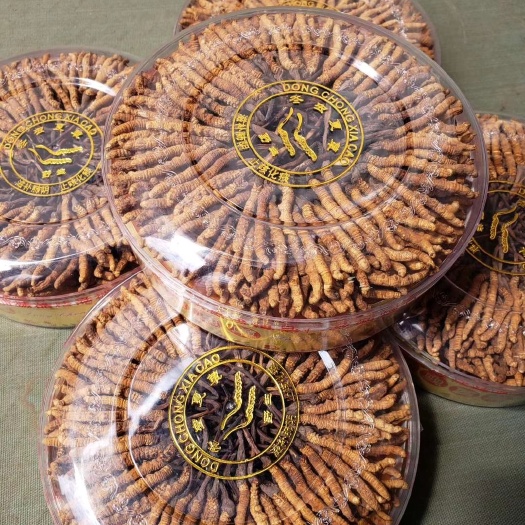 都兰县 青海特产冬虫夏草1500条500g