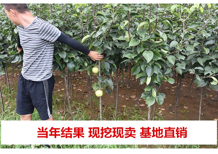 丑梨树苗适合南北方种植 量大优惠 包邮 自产自销