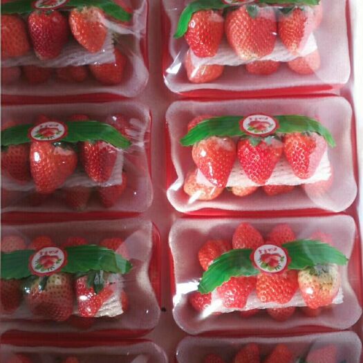 徐州 宁玉草莓
