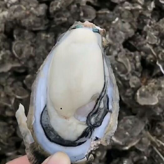 广州乳山牡蛎 海水 2-3两/只 鲜活水产