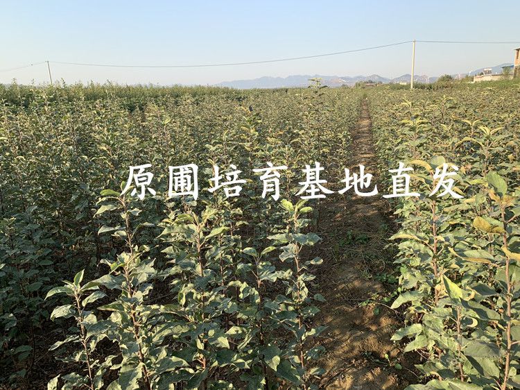 冰糖心苹果树苗适合南北方种植 量大优惠 包邮 自产自销