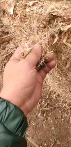  玉米秸秆是牛羊的，欢迎广大客户前来选购