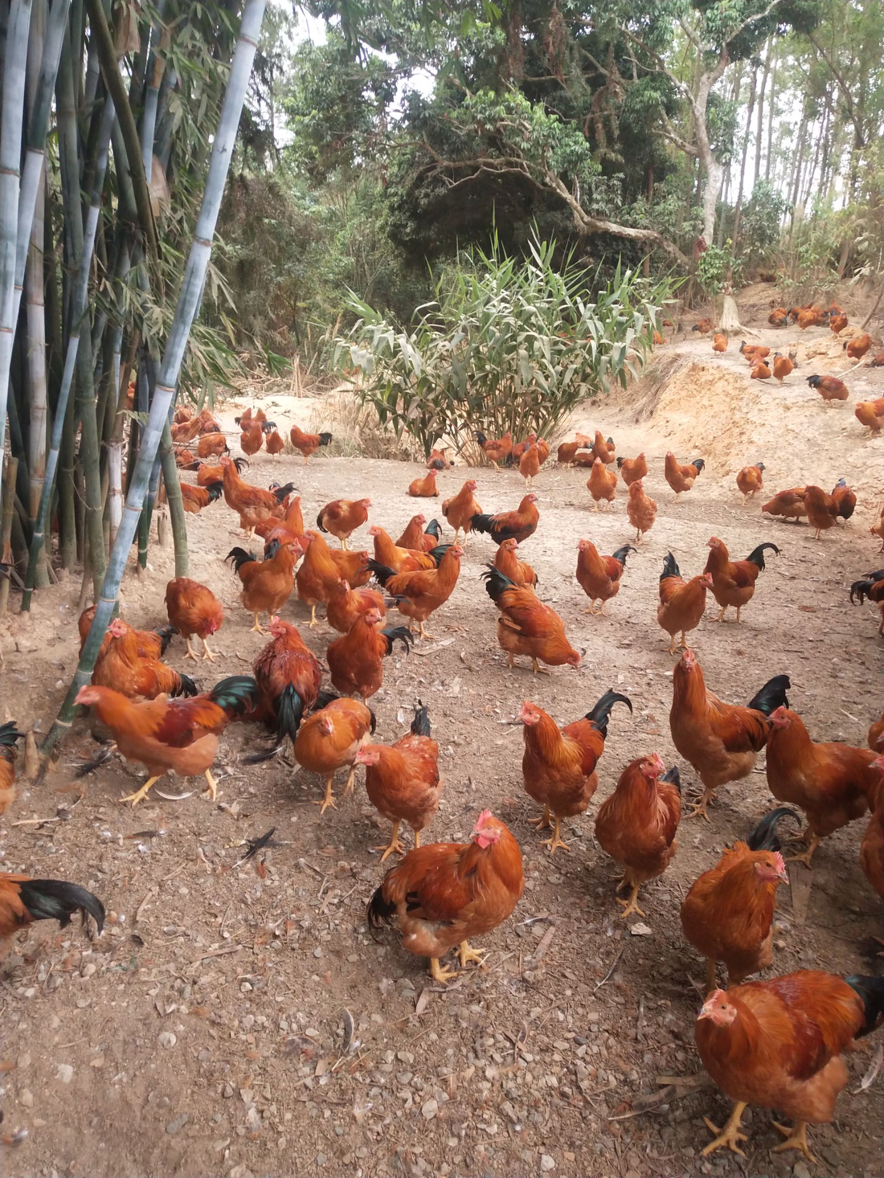 山地散養土雜閹雞,農村走地雞,肉質鮮美