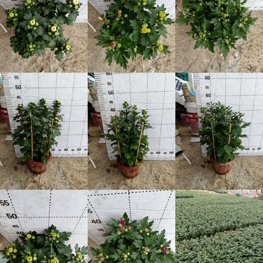 广州秋菊苗