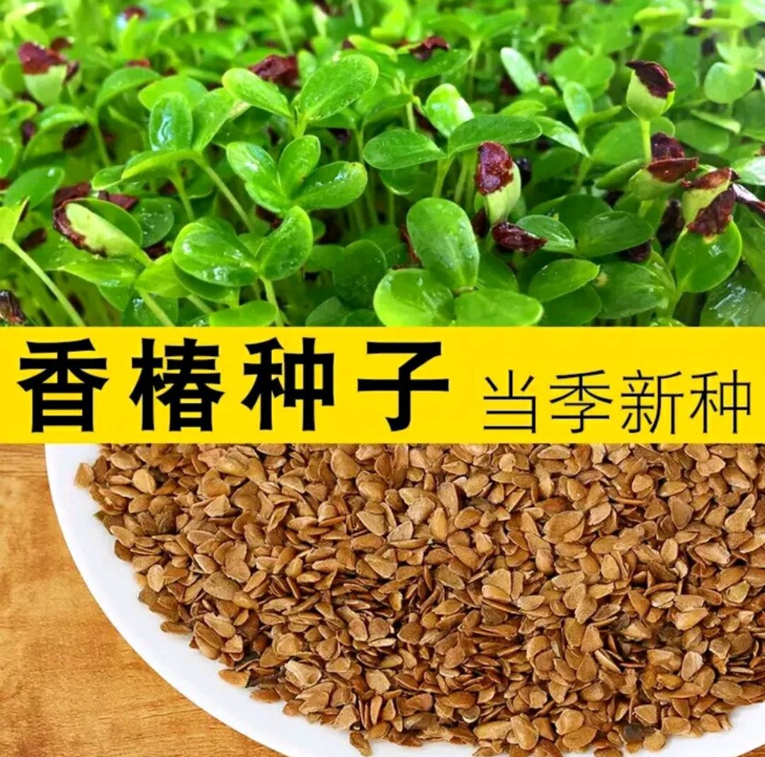 香椿种子 基地直销 包发芽