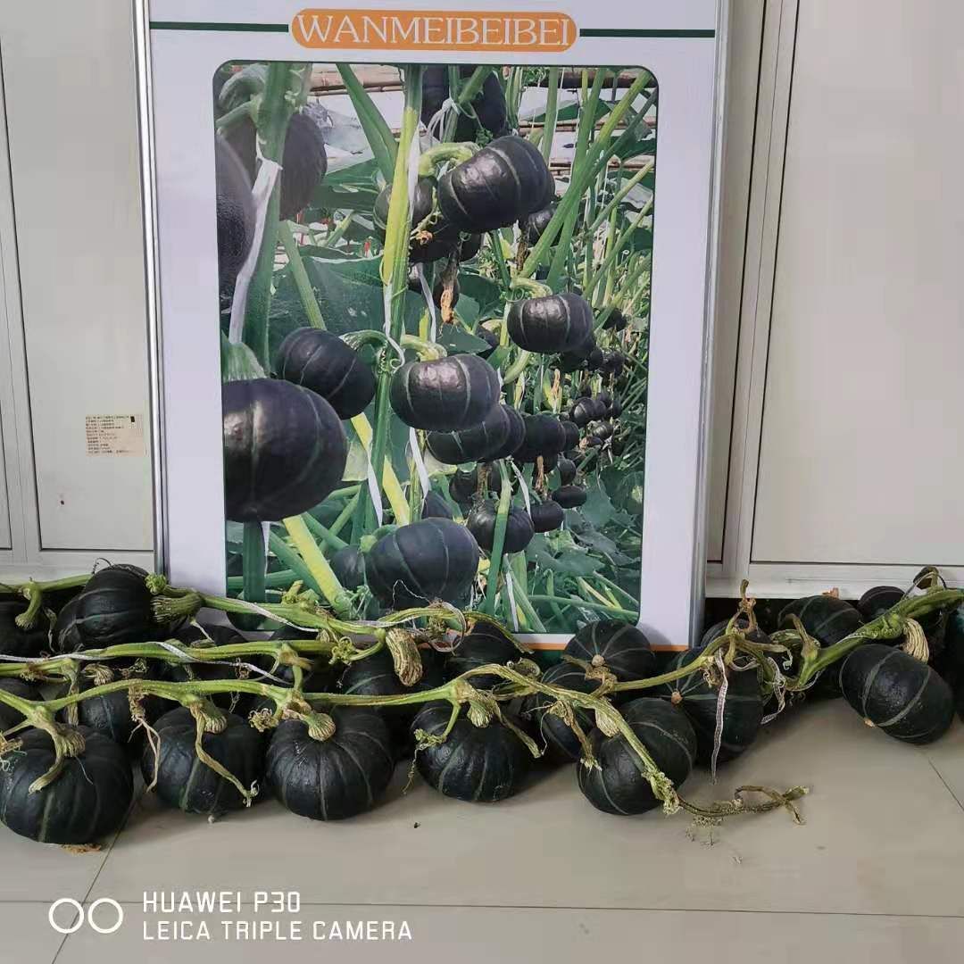  皖美农业 皖美贝贝南瓜种子